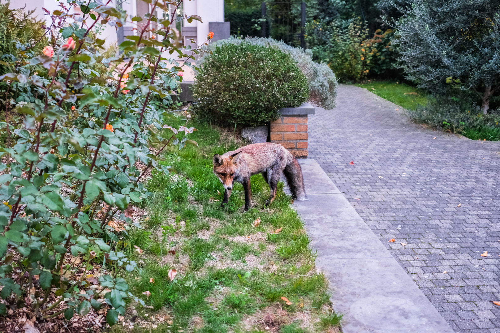 Brussels photo Bruxelles